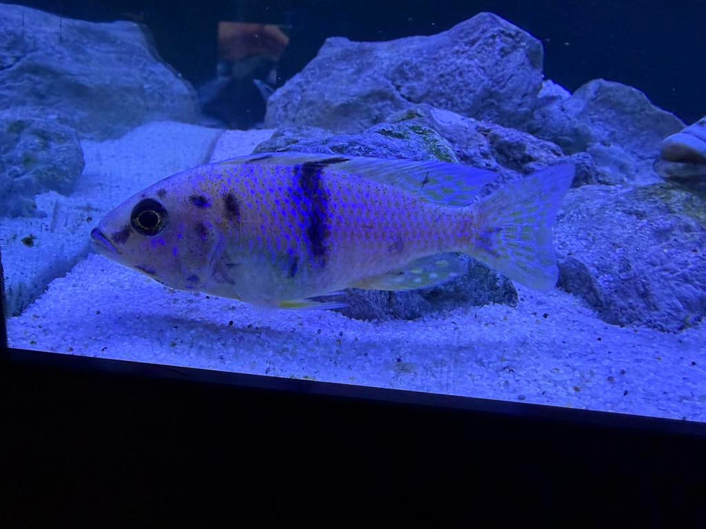 Aulonocara multicolor 2 mannen ( eigen kweek), Vis