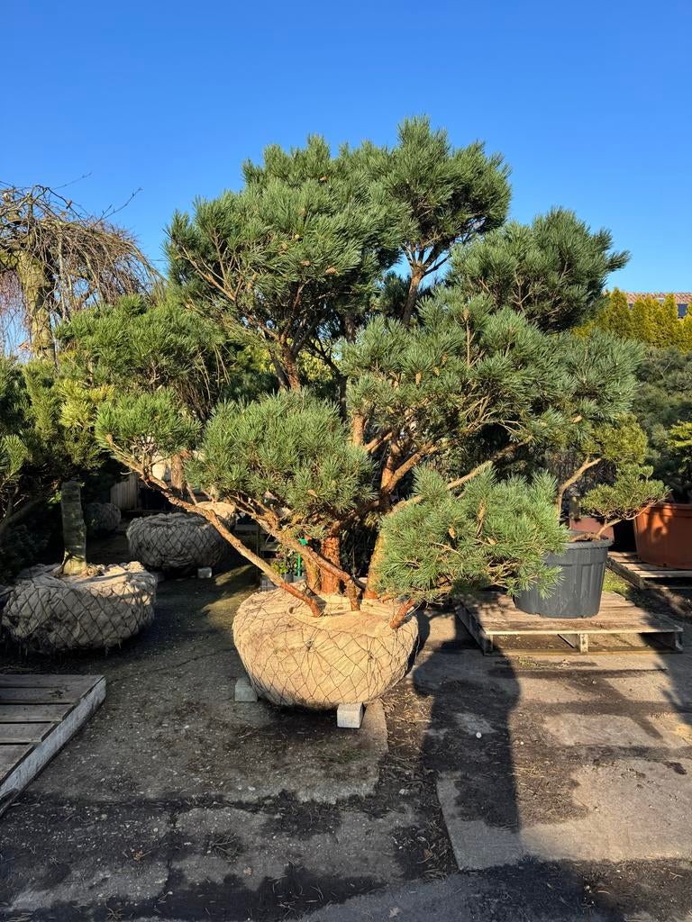 Unieke Meerstammige Pinus Sylvestris 'Watereri' 45 jaar, Bloeit niet, Overige soorten, 250 tot 400 cm, Ophalen