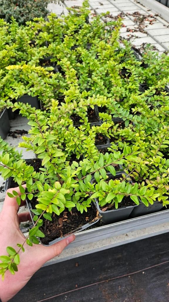 Lonicera Maigrun - Kamperfoelie - Vaste plant, Ophalen of Verzenden, Vaste plant, Overige soorten, Halfschaduw