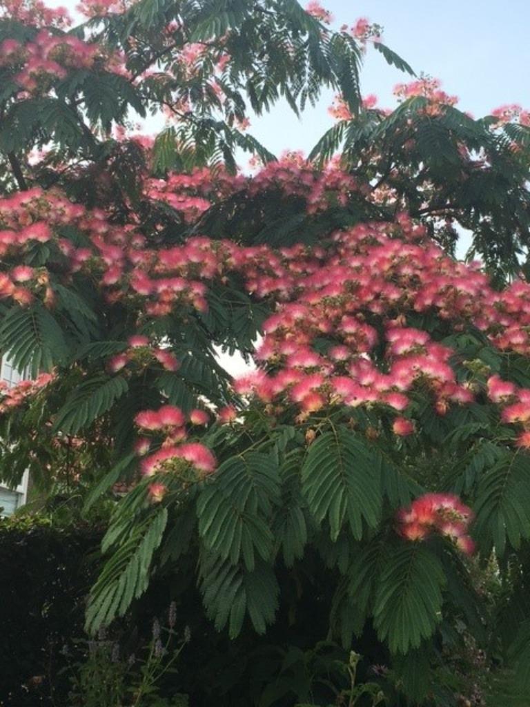 Albizia Slaapboom/Zijdeboom in diverse soorten en maten, Overige soorten, 100 tot 250 cm, Zomer, Ophalen