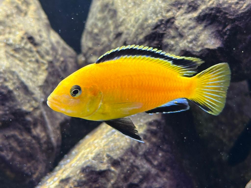 Labidochromis caeruleus yellow kakusa F1, Dieren en Toebehoren, Vissen | Aquariumvissen, Vis