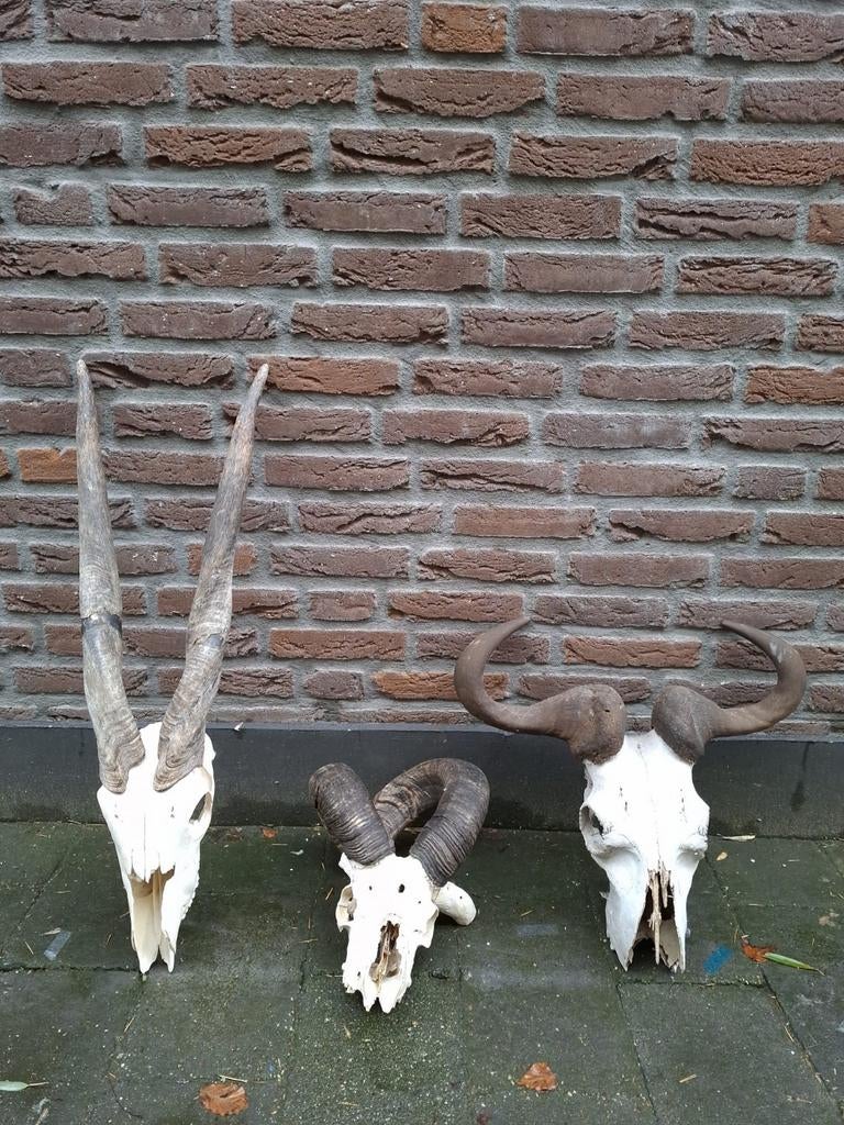3x schedel hoorn afrika opgezette taxidermy curiosa skull, Verzamelen, Dierenverzamelingen, Schedel, Wild dier, Ophalen