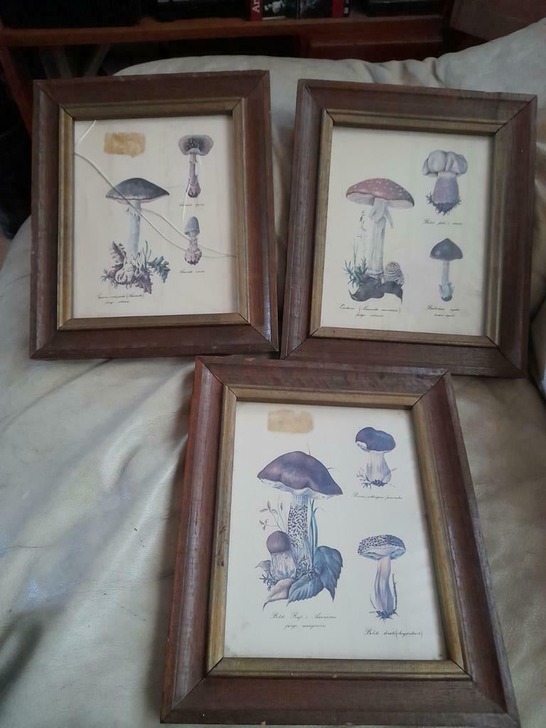 3 oude Paddenstoelen schilderijtjes / tekeningen, Antiek en Kunst, Kunst | Schilderijen | Klassiek, Ophalen