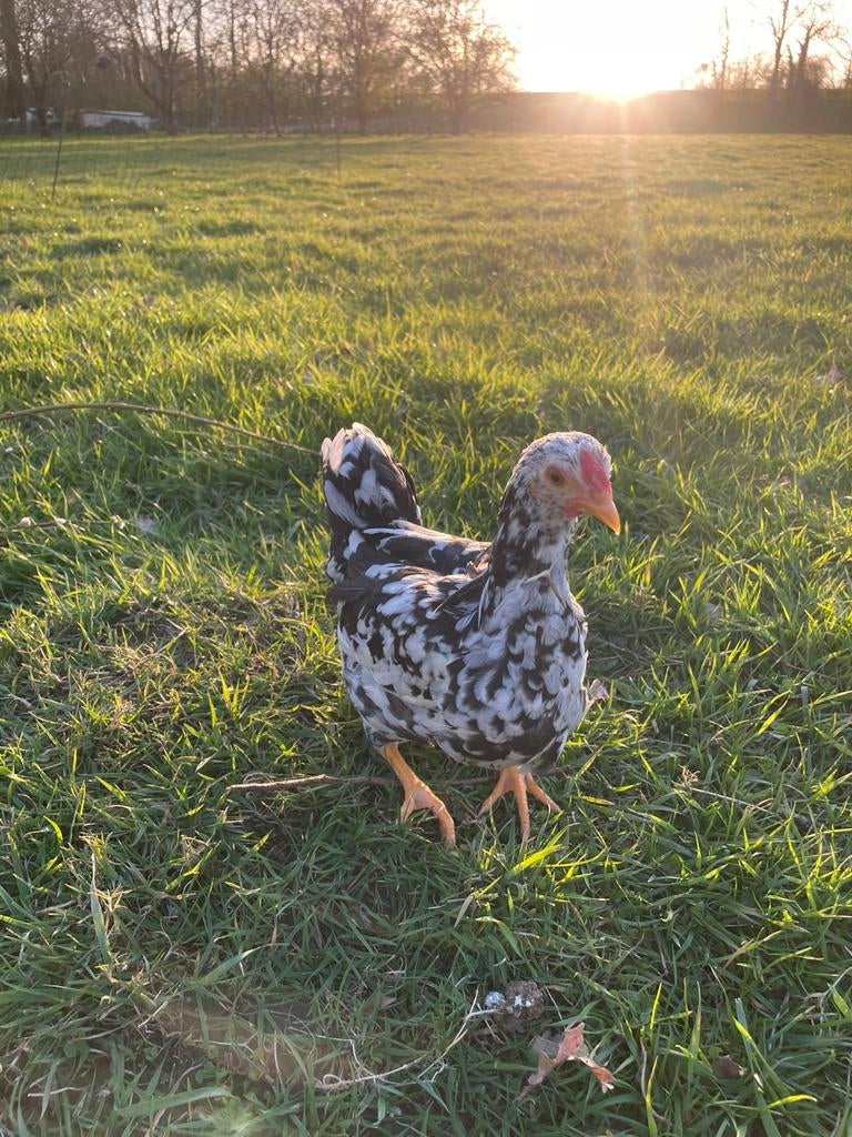 Mooie zwart wit geparelde Wyandottes, Dieren en Toebehoren, Meerdere dieren, Kip