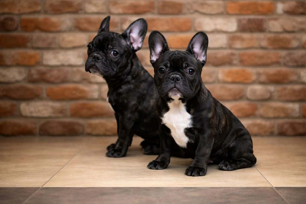 Franse bulldogs van de fokkerij A’Vigdors, 8 tot 15 weken, Buitenland, Parvo, Bulldog