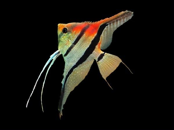 Nieuw binnen!!! maanvissen Manacapuru red beck!!!, Vis, Zoetwatervis