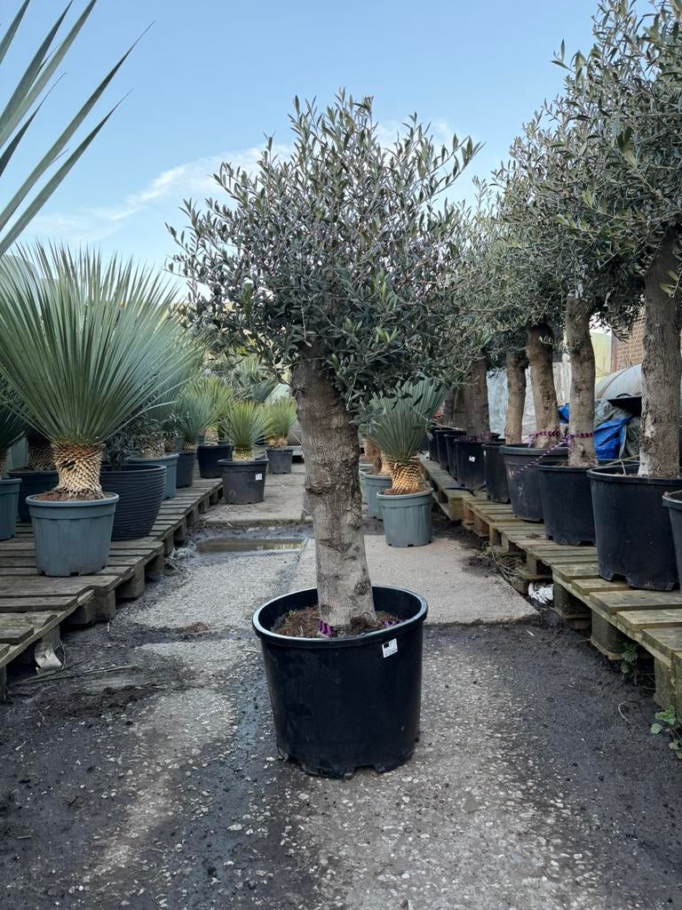 Actie! Olijfbomen volle kroon en dikke stam, Tuin en Terras, Planten | Bomen, Volle zon, Ophalen of Verzenden, 100 tot 250 cm