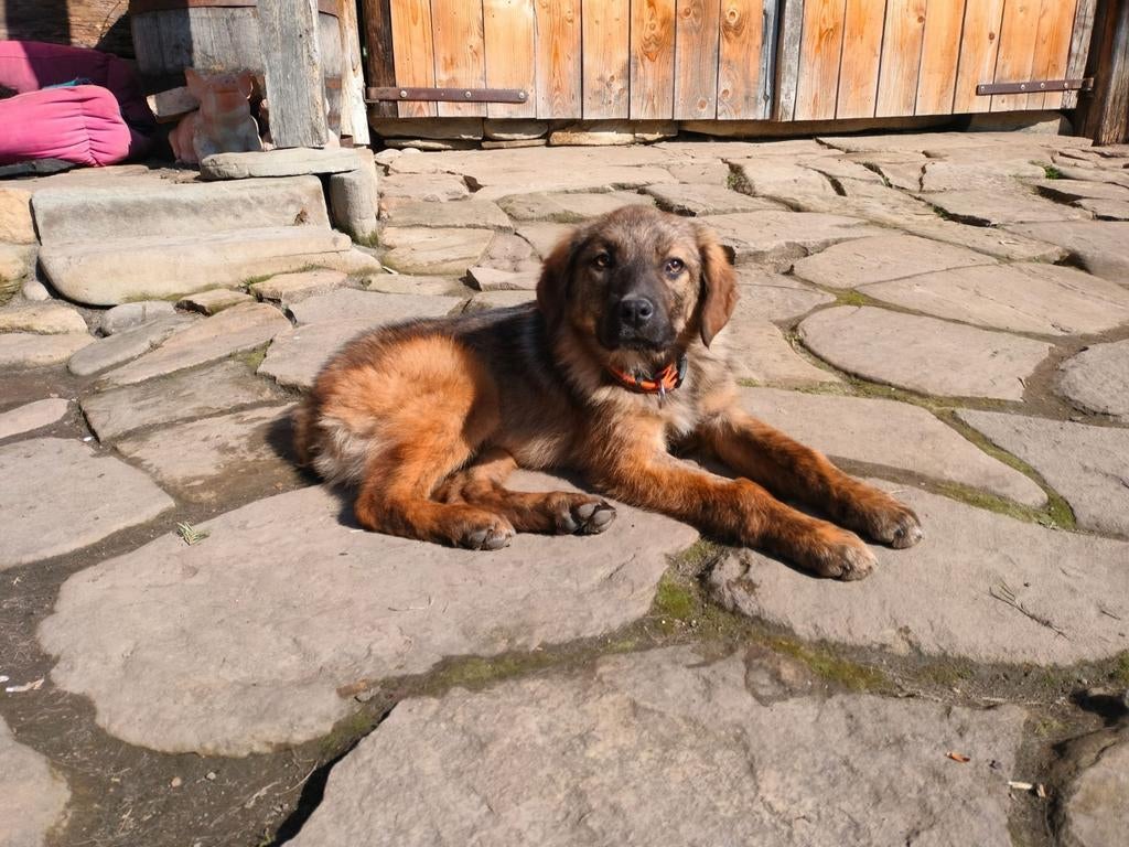 Lilo zoekt baasje, Dieren en Toebehoren, Honden | Niet-rashonden, Particulier, 15 weken tot 1 jaar, Buitenland, Teef