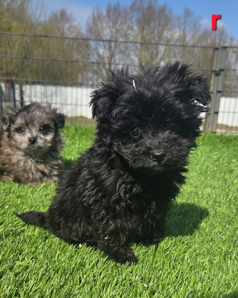 POMAPOO PUPS  (pomeriaan x dwerg poedel)