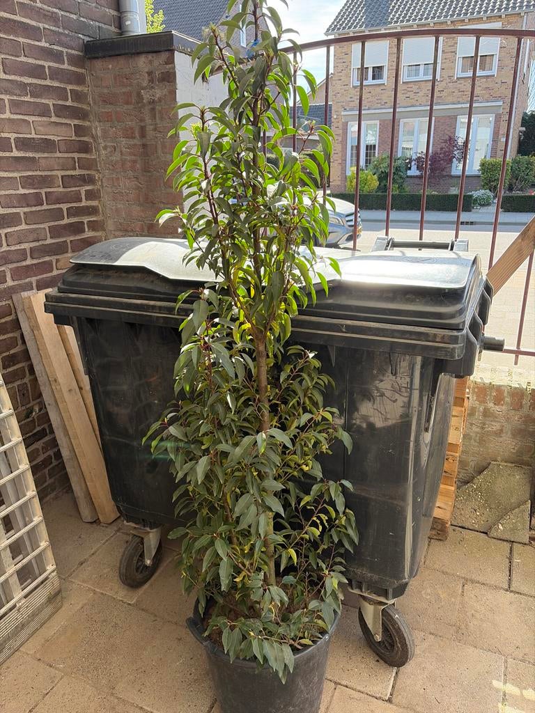 Portugese laurier in pot, Overige soorten, Vaste plant, Ophalen of Verzenden, Bloeit niet