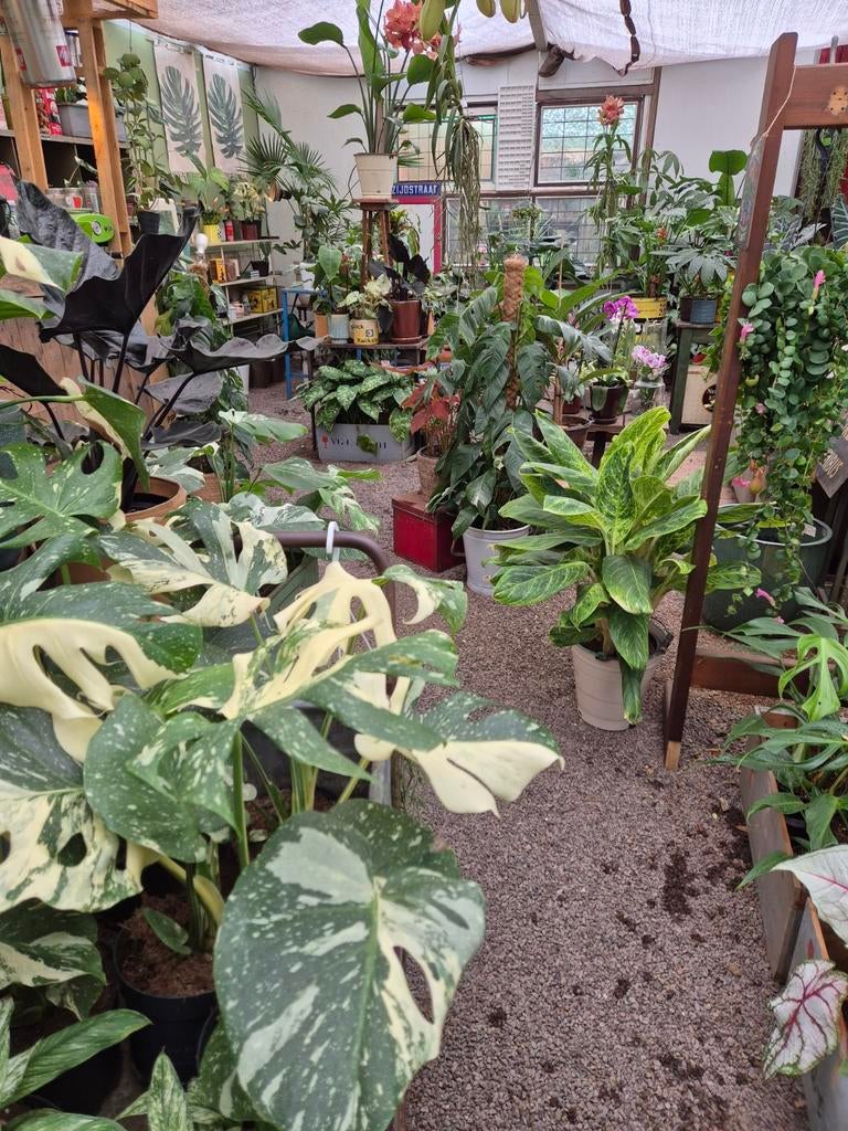 Monstera Thai Constellation p13 (36), Huis en Inrichting, Kamerplanten, Ophalen of Verzenden, Halfschaduw, Minder dan 100 cm