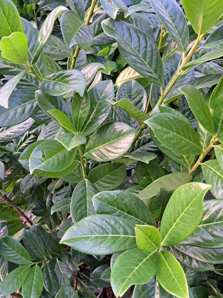 Snelgroeiende laurierhaag Novita van ca. 100 cm hoog