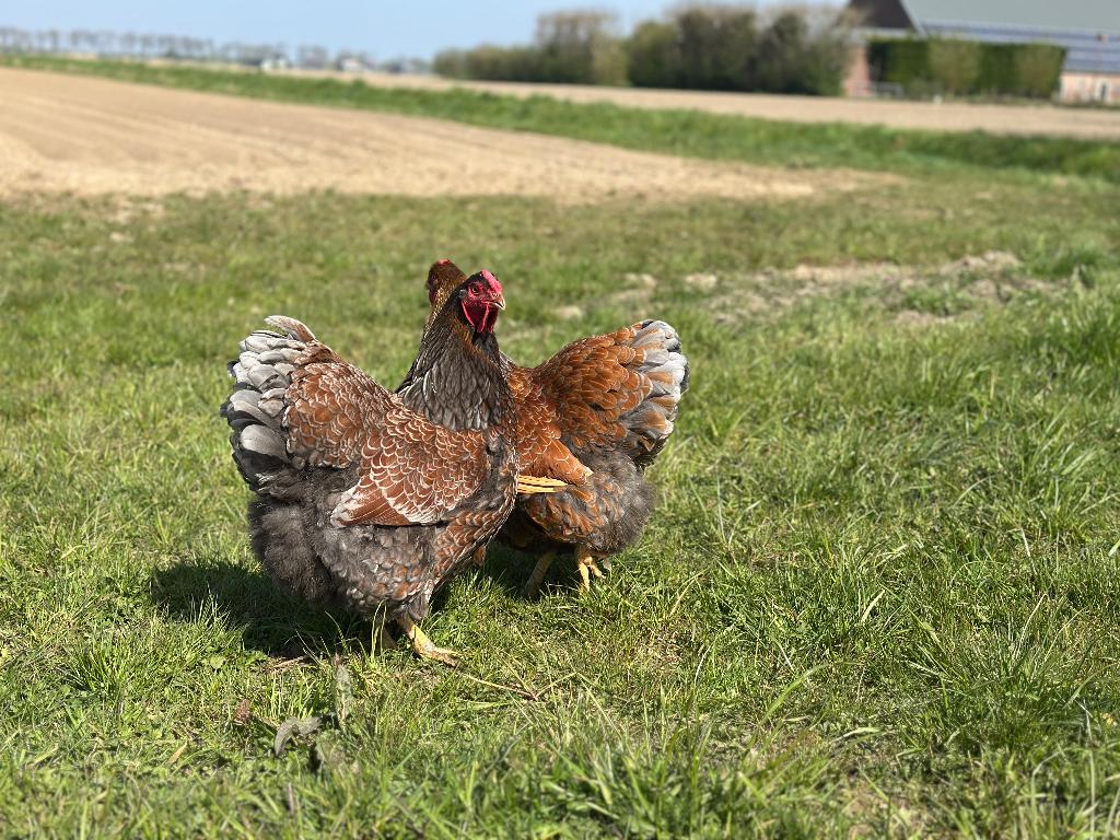 Jonge tamme Wyandotte kippen gesekst & ingeënt, Vrouwelijk, Kip