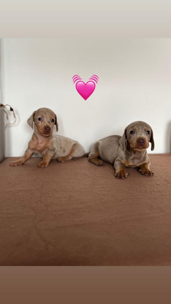 Schattige dwergteckel pups  – dwerg teckel, Dieren en Toebehoren, Parvo, 8 tot 15 weken, Korthaar, Dwerg