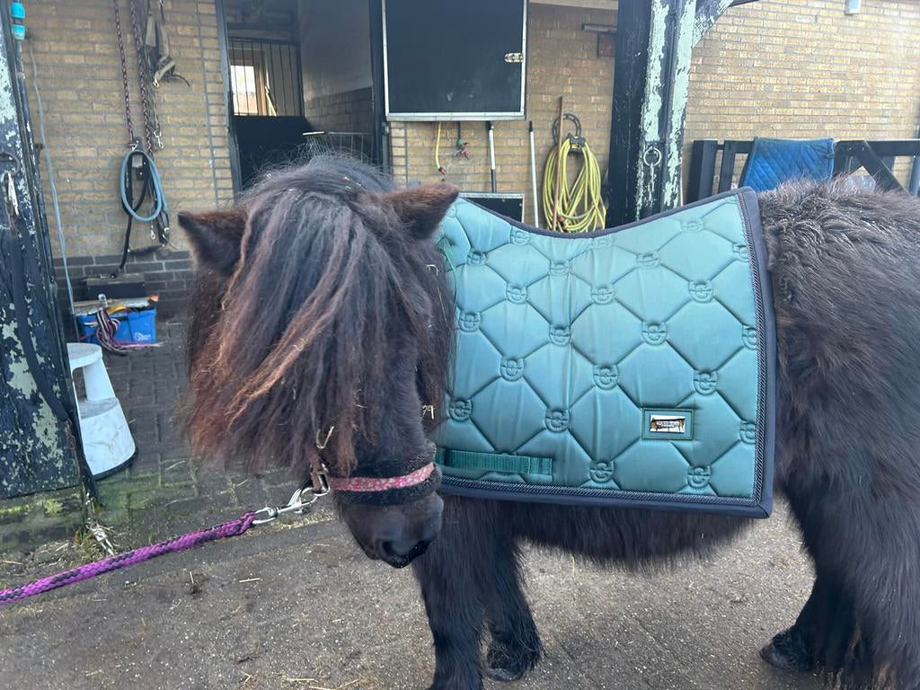 Zwarte Shetlander Moosje zoekt verzorg(st)er!, Ophalen of Verzenden