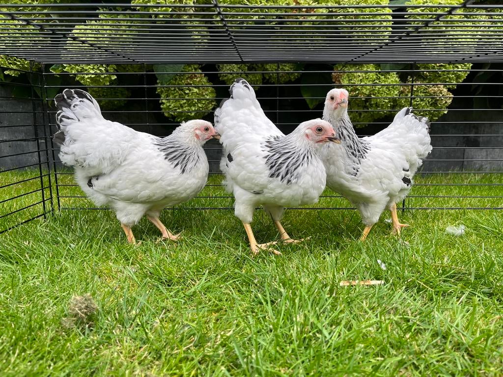 🐓 Jonge raszuivere Wyandotte Columbia kriel hennen 🐔, Dieren en Toebehoren, Pluimvee, Vrouwelijk, Kip