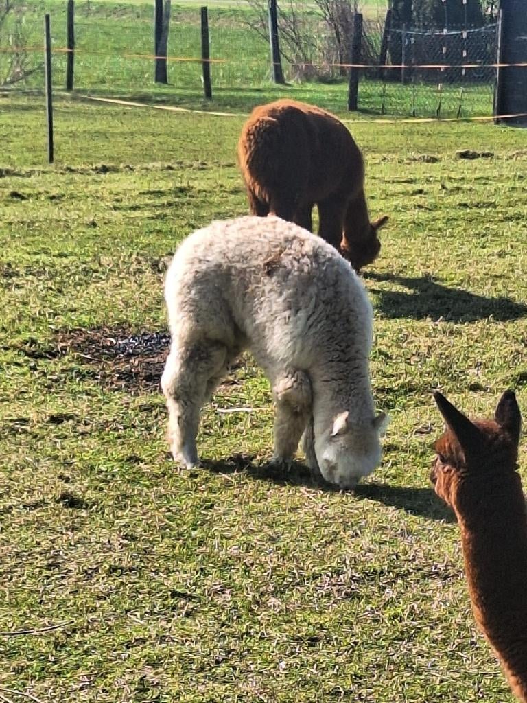 Jonge Alpaca hengsten te koop, Juli, Mannelijk