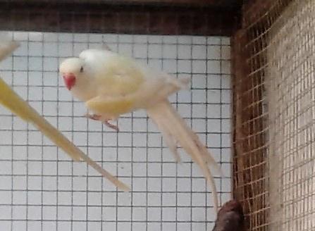 div, Dieren en Toebehoren, Meerdere dieren, Papegaai, Geringd