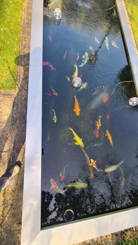 Koi karpers, vijverpompen, filterbak en UV-lamp, Tuin en Terras, Ophalen, Zo goed als nieuw