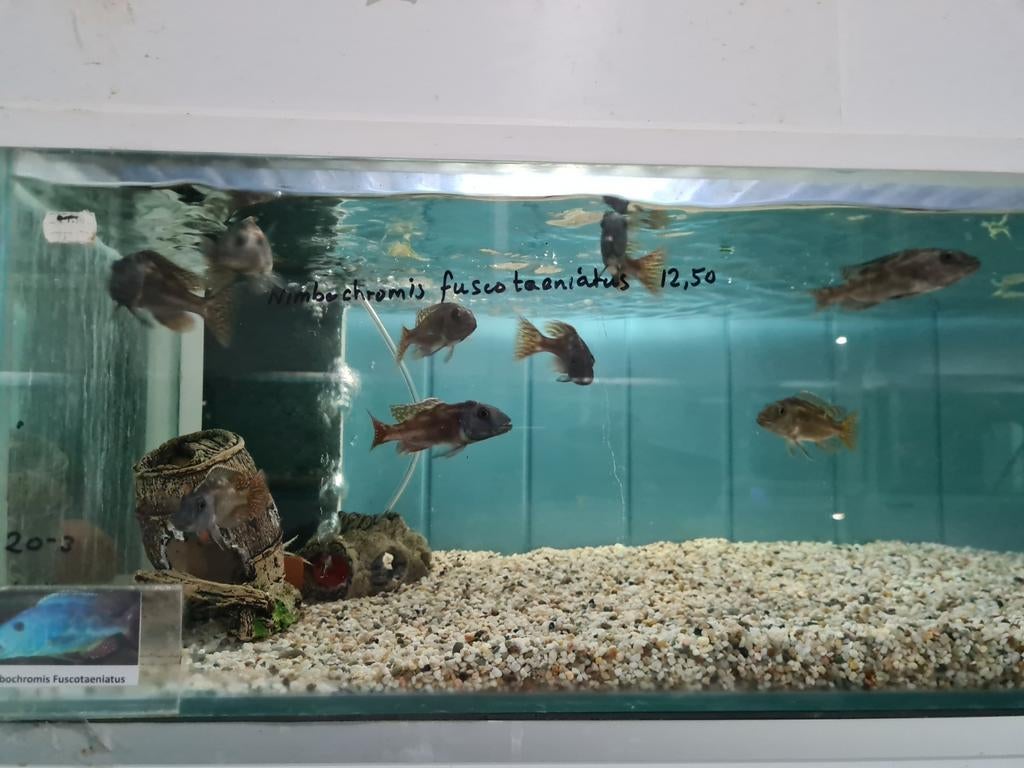 Nimbochromis Fuscotaeniatus Malawi Cichliden, Vis, Zoetwatervis