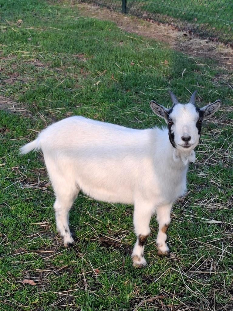 Dwerggeit/geit, Dieren en Toebehoren, Schapen, Geiten en Varkens, Vrouwelijk, Geit, 0 tot 2 jaar