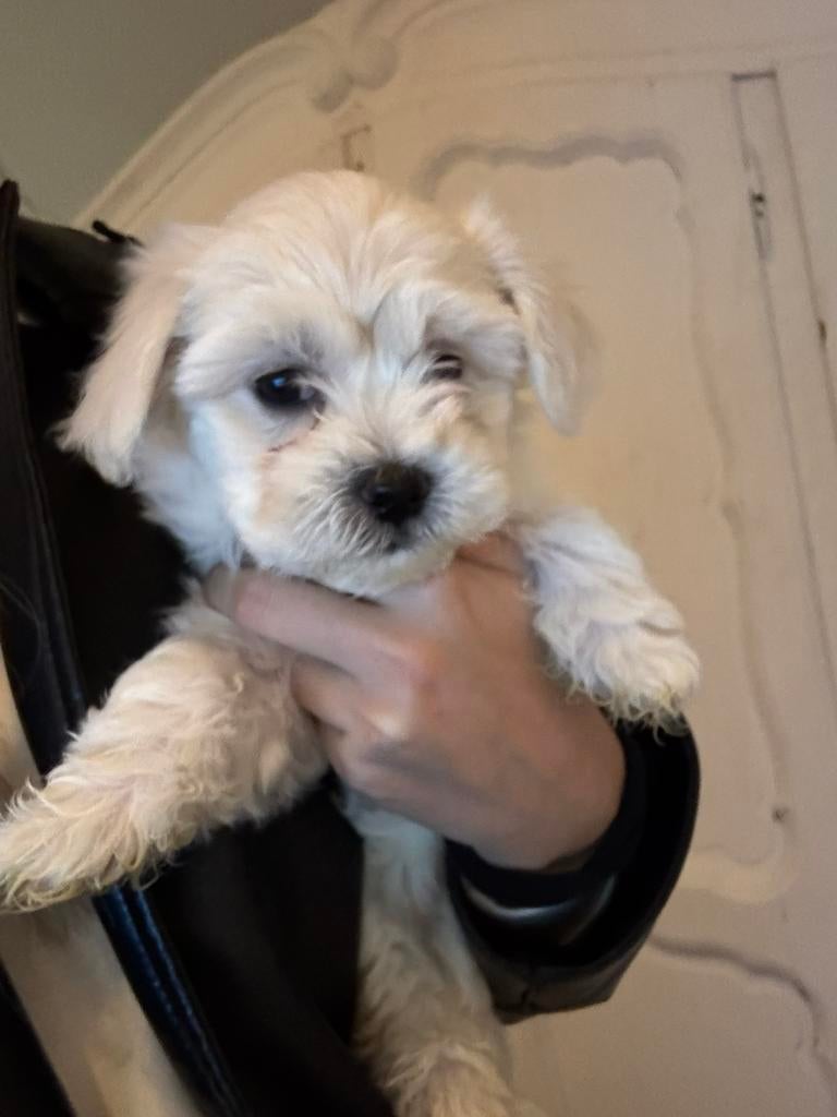 Hele lieve Bichon Friesé pups, Maltezer, 8 tot 15 weken, Parvo, Meerdere