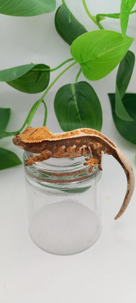 0.1 Drippy Tricolor Emptyback wimpergekko vrouw Crested Gecko - female for sale from TCM_Reptiless