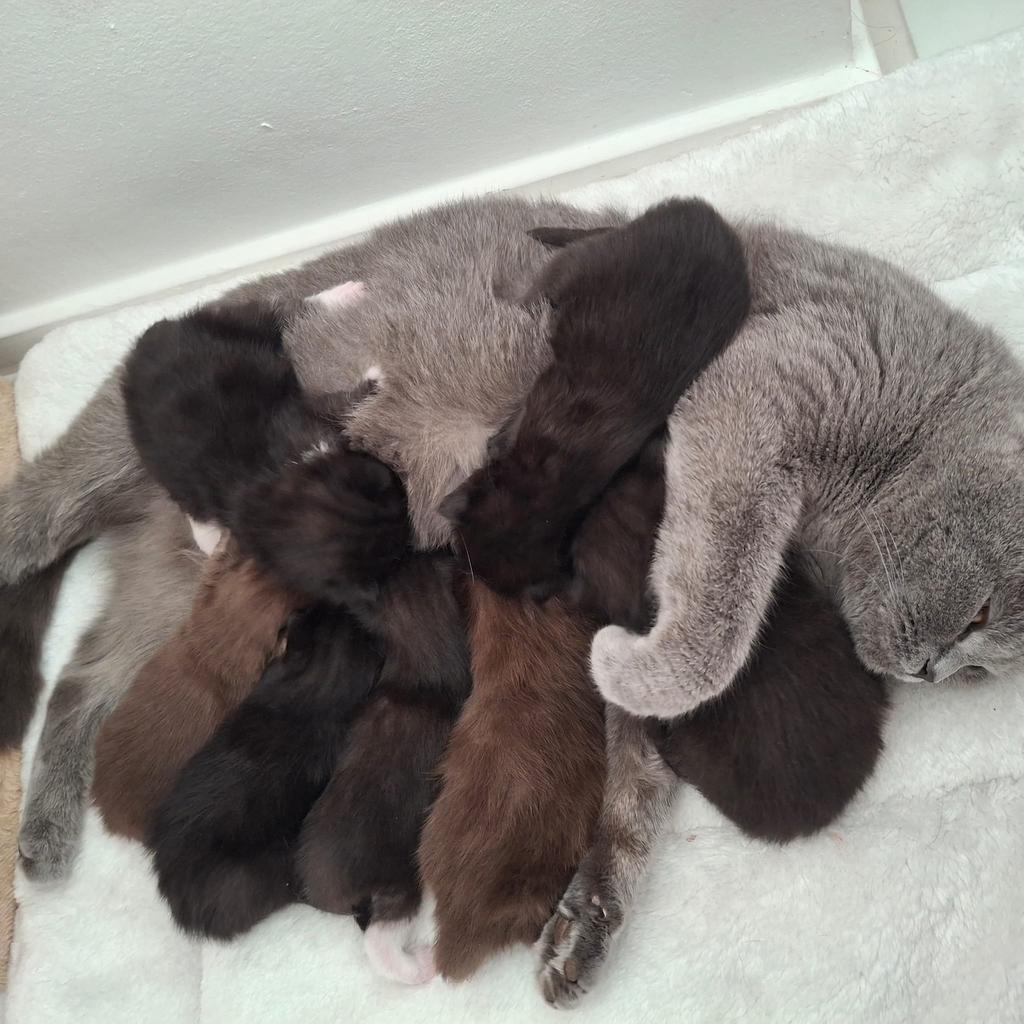 Schattige Britse Korthaar x ragdoll KittensVERKOCHT ALLEMAAL, Meerdere dieren, Ontwormd