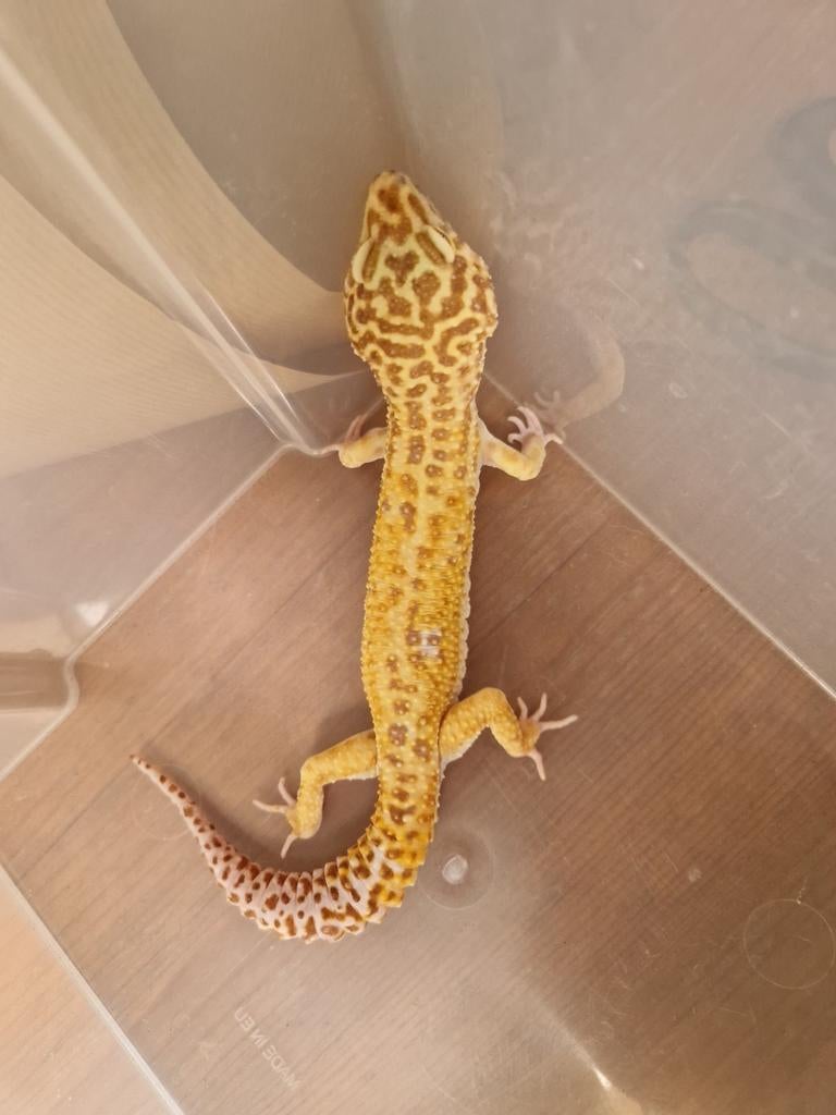 Luipaardgekko man glow madness vermillion tremper Leopard Gecko - male for sale from hofman