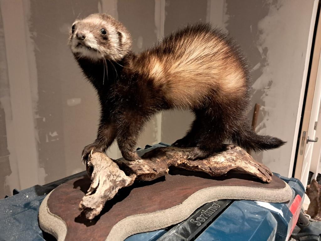 Opgezette bunzing. Dierenverzamelingen. Taxidermie, Verzamelen, Dierenverzamelingen, Ophalen of Verzenden, Zo goed als nieuw, Wild dier