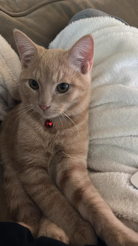 Gezocht: Speelmaatje voor onze lieve Peach, Dieren en Toebehoren, Katten en Kittens | Overige Katten, Kater, Kortharig, 0 tot 2 jaar