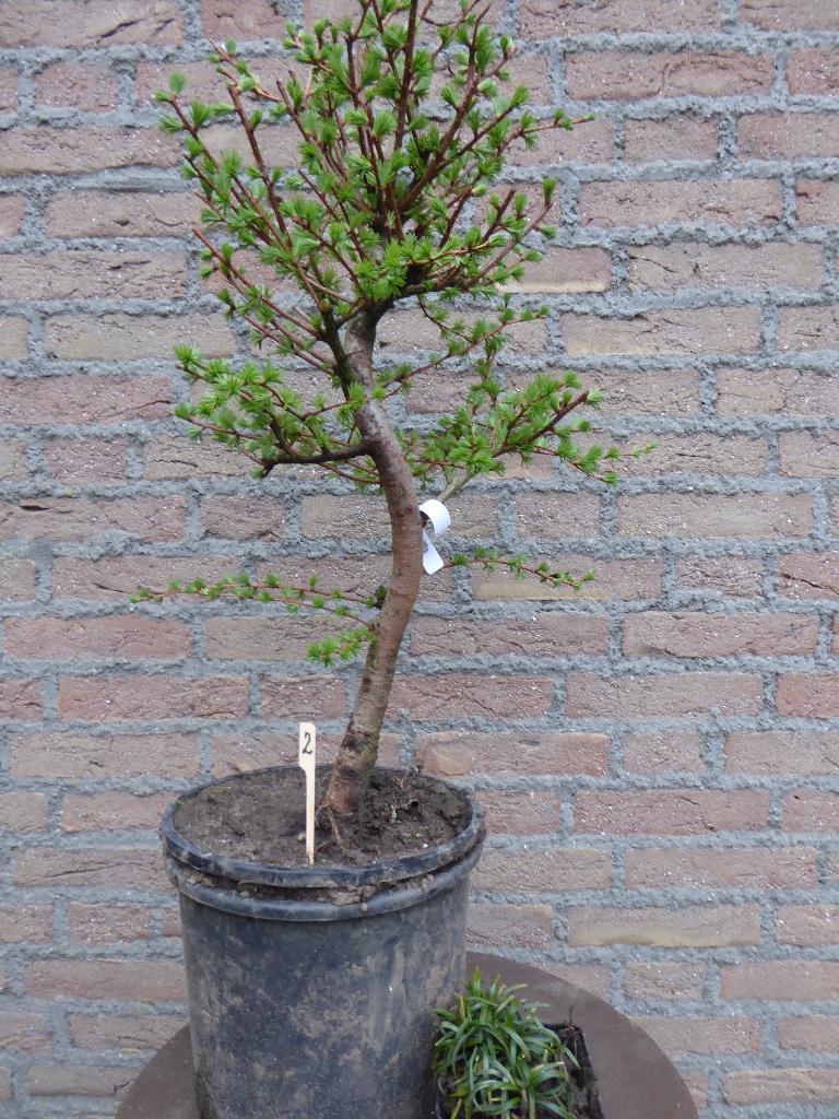 Bonsai: Larix, Tuin en Terras, Ophalen, Bloeit niet, Halfschaduw, Overige soorten