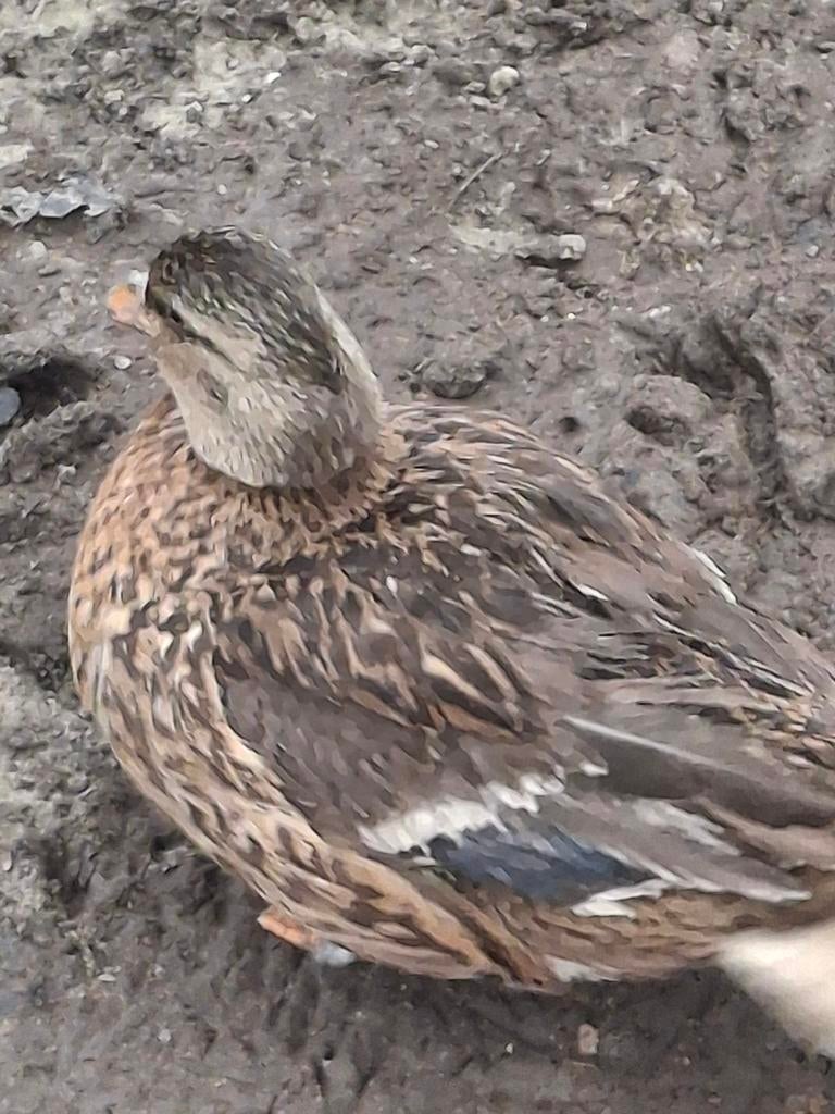 Kwaker vrouwtje te koop. Alleen losse vrouwtje van 2025!, Vrouwelijk, Eend