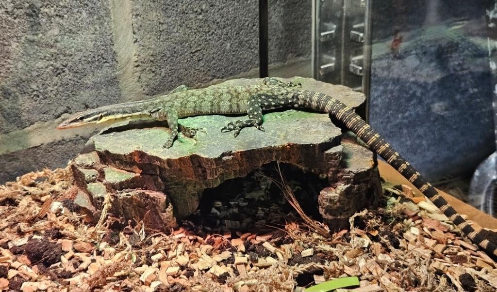 1.1 Couples Varanus glauerti - Varan des roches de 2022 Monitor Lizard - unknown for sale from reptile900