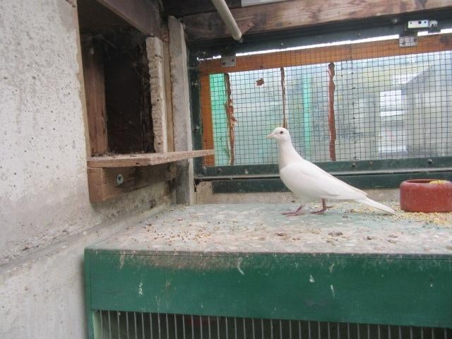 Gezocht lachduivin, Dieren en Toebehoren, Meerdere dieren