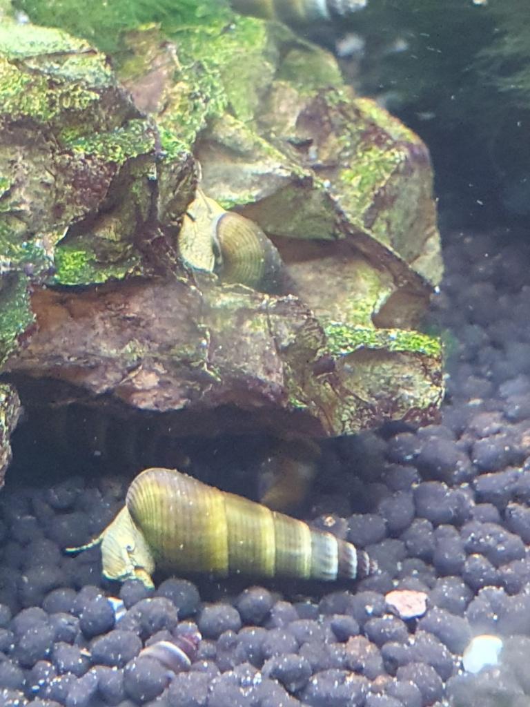 sulawesi slakken/ rabbit snails, Dieren en Toebehoren, Slak of Weekdier, Zoutwatervis