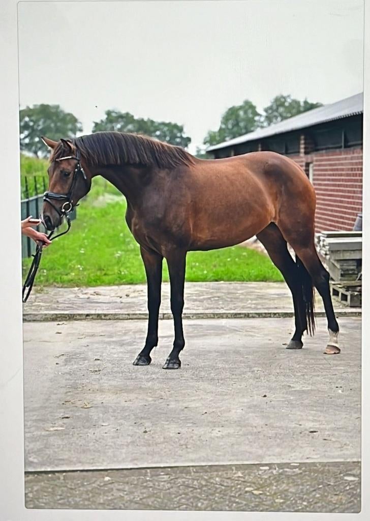 Verzorgpaarden, Ophalen