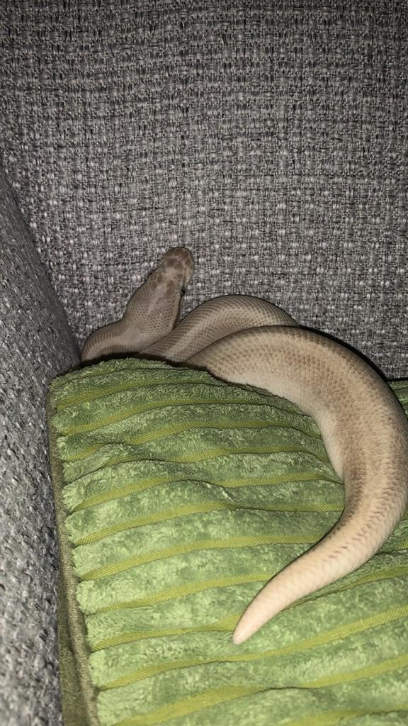 Bounty - Witte Ball Python Ball Python - female for sale from Luka Giesen