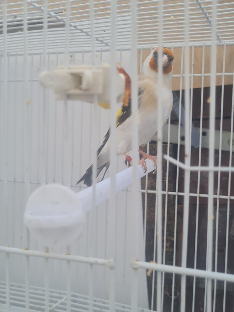 Mooie pop majoor emoe 2024, Vrouwelijk, Kleurkanarie