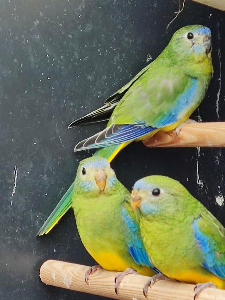 Turquoisine Parkieten, Meerdere dieren, Parkiet