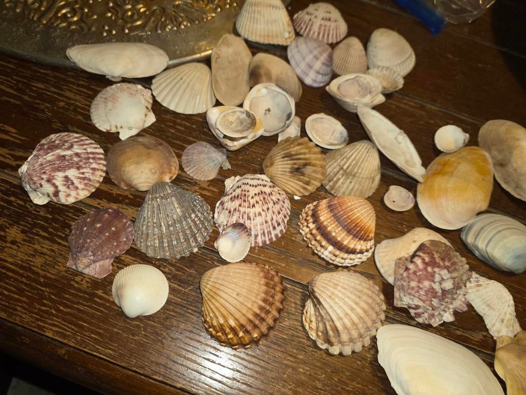 Schelpen verzameling, Verzamelen, Ophalen of Verzenden, Schelp(en)