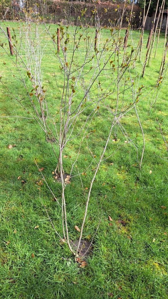 🌸 ZWARTE APPELBES 1.75 CM HOOG PLANT STRUIK BOOM BESSEN, Tuin en Terras, Planten | Fruitbomen, Ophalen, Lente, Overige soorten