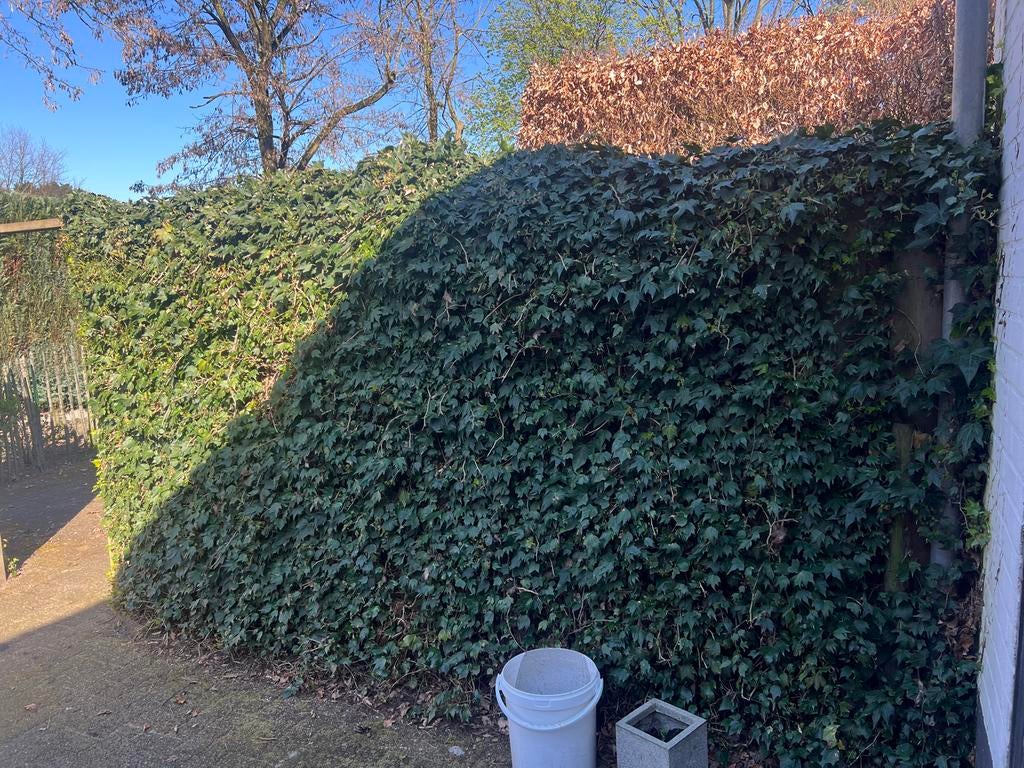 Houten schutting met betonpalen en poort (zelf verwijderen), Ophalen, 6 meter of meer, Hout, 1 tot 2 meter