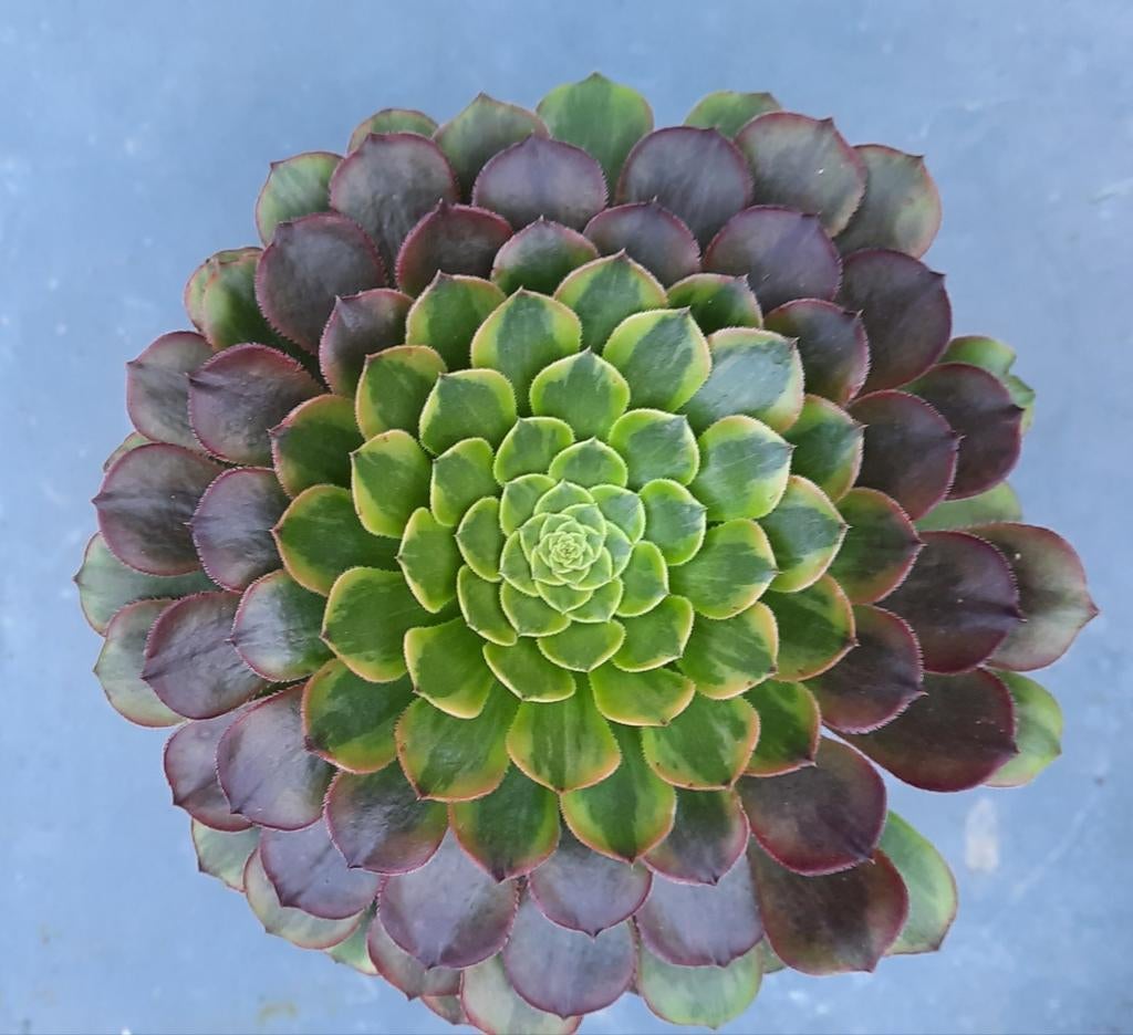 Aeonium Fiesta, Vetplant, Ophalen of Verzenden, Minder dan 100 cm, Bloeiende kamerplant