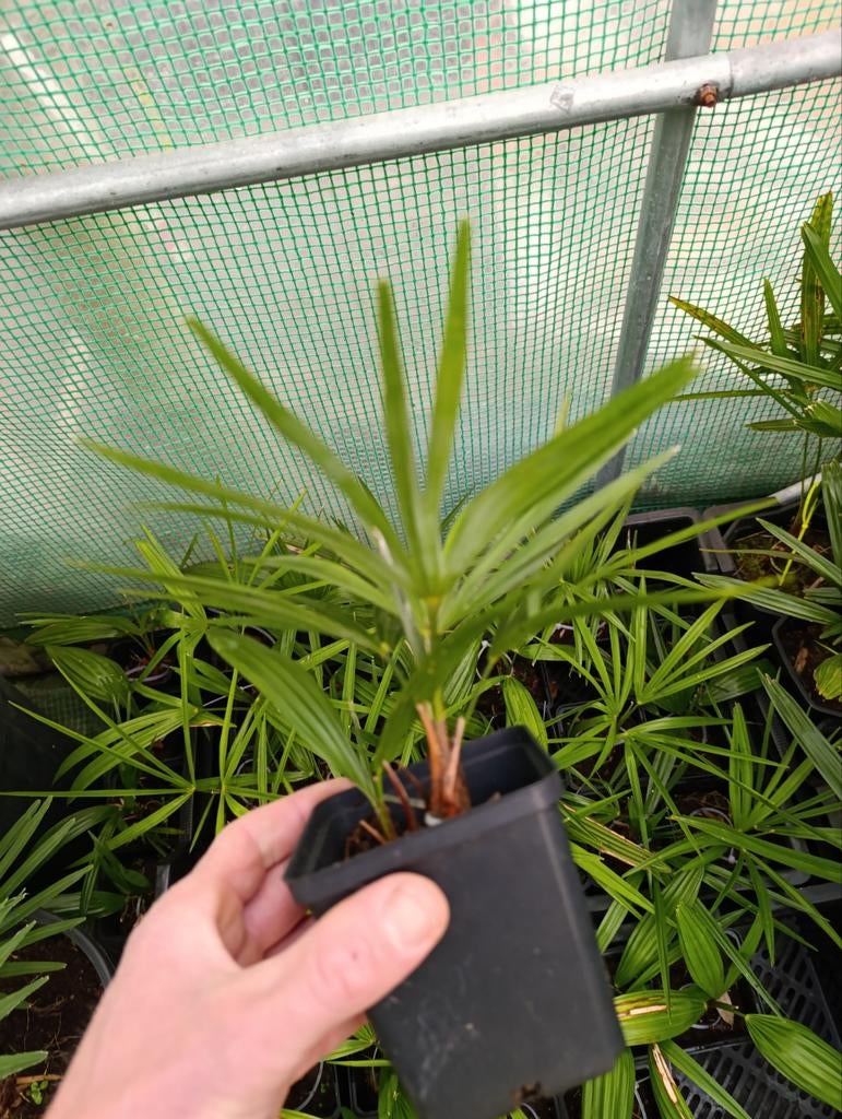 Trachycarpus wagnerianus x princeps, Tuin en Terras, Ophalen of Verzenden, Overige soorten, Volle zon