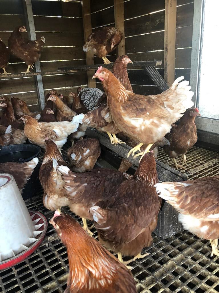 Bruine leghennen 20 week jong, Dieren en Toebehoren, Pluimvee, Vrouwelijk, Kip