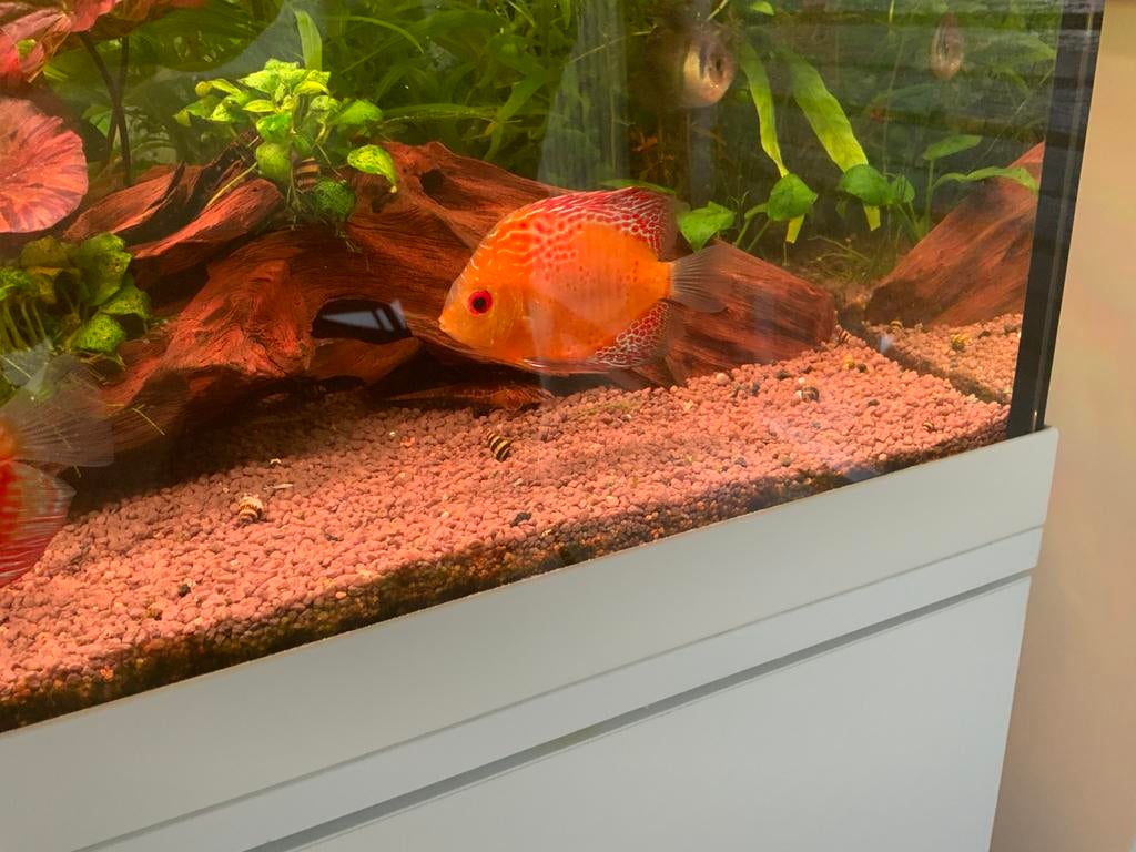 Discus vis, Dieren en Toebehoren, Vis