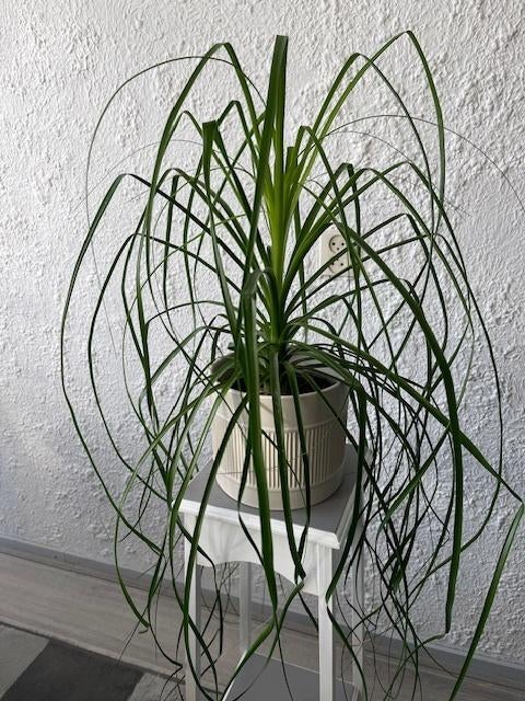 Dracaena Marginata, asparagaceae soort, Ophalen, Overige soorten, Halfschaduw, Minder dan 100 cm
