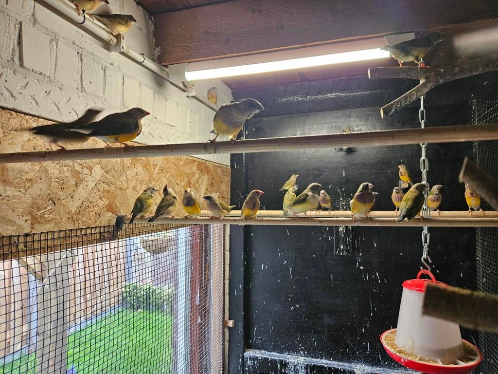 Jonge Gouldamadines van 2025, Meerdere dieren