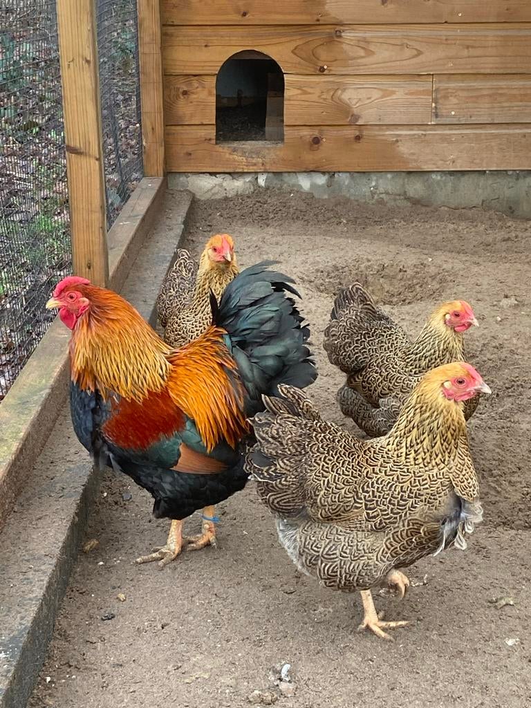 Broedeieren Meerzomig patrijs Wyandotte kriel, Geslacht onbekend, Kip